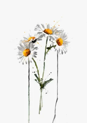 Summer Daisies Wall Art Print