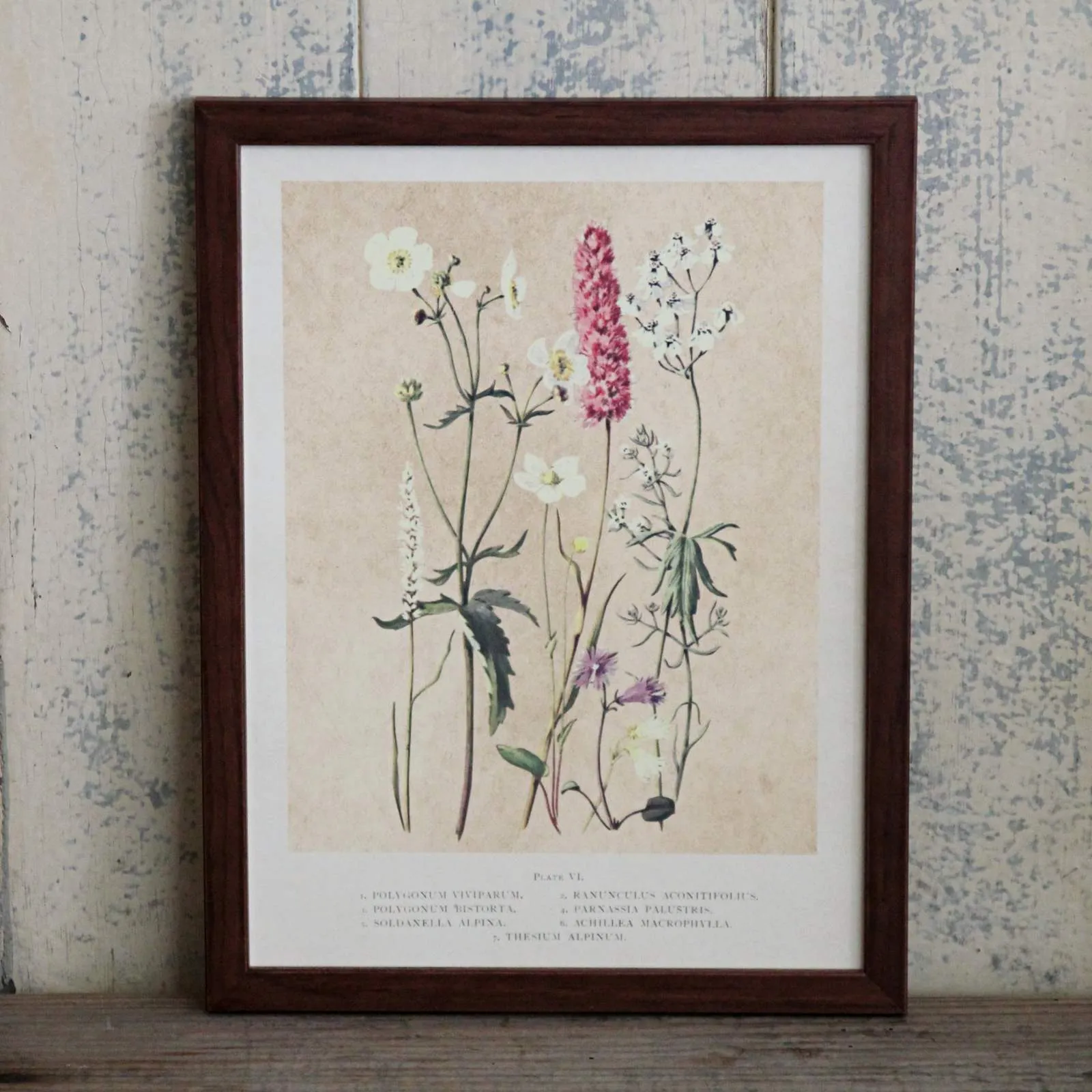 Vintage Flower Print - Summer Flowers